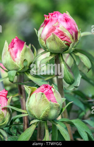 Tree peony bud, buds, Budding purple flowers, Paeonia x suffruticosa Stock Photo