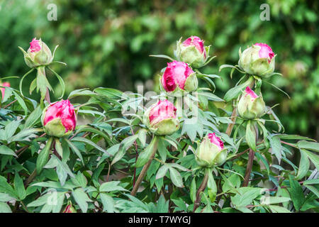 Tree peony Buds Budding Pink Flowers Paeonia suffruticosa Tree Peony Chinese Peony buds Opening Blooms Peony Paeonia Pink peony Peonies Flowers garden Stock Photo