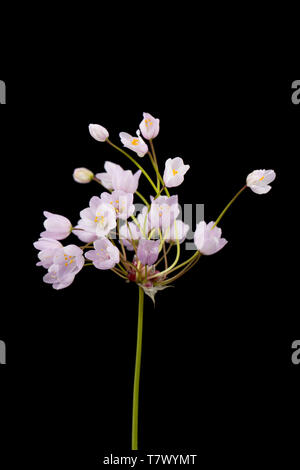 An example of Rosy Garlic, Allium roseum, found growing on a grassy roadside verge near Abbotsbury, Dorset England UK GB. It is a Mediterranean plant  Stock Photo