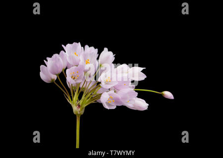 An example of Rosy Garlic, Allium roseum, found growing on a grassy roadside verge near Abbotsbury, Dorset England UK GB. It is a Mediterranean plant  Stock Photo