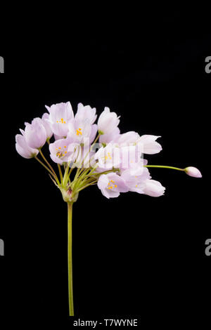 An example of Rosy Garlic, Allium roseum, found growing on a grassy roadside verge near Abbotsbury, Dorset England UK GB. It is a Mediterranean plant  Stock Photo