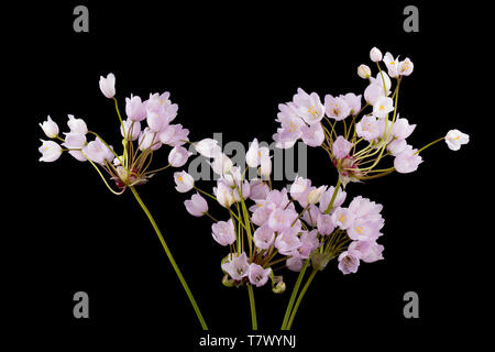 An example of Rosy Garlic, Allium roseum, found growing on a grassy roadside verge near Abbotsbury, Dorset England UK GB. It is a Mediterranean plant  Stock Photo