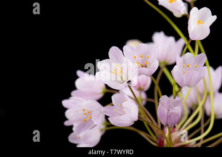 An example of Rosy Garlic, Allium roseum, found growing on a grassy roadside verge near Abbotsbury, Dorset England UK GB. It is a Mediterranean plant  Stock Photo