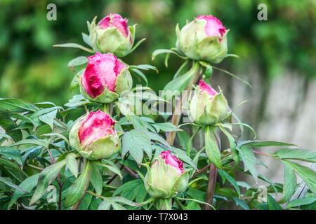 Tree peony bud, buds, Budding pink flowers, Paeonia suffruticosa Stock Photo