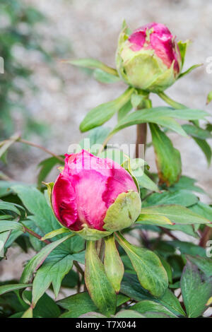 Tree peony bud, buds, Budding pink flowers, Paeonia suffruticosa Stock Photo