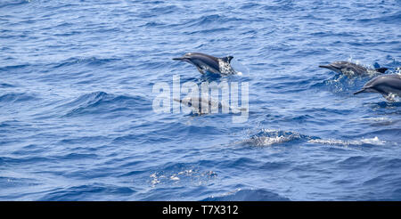 a group of oceanic dolphins seen in Sri Lanka Stock Photo