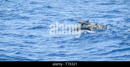 a group of oceanic dolphins seen in Sri Lanka Stock Photo