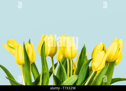 Yellow tulips isolated on blue pastel background. Spring flower bouquet. Space for text. Stock Photo