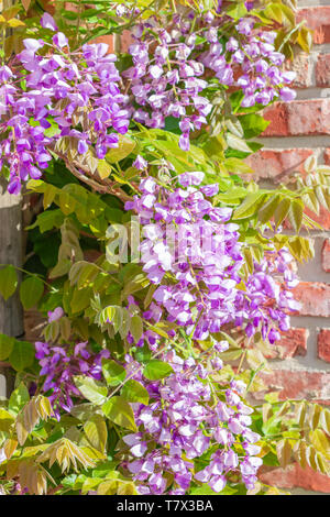 Violet Wisteria flowers in spring garden.