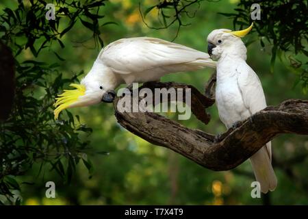 Cacatua galerita - Sulphur-crested Cockatoo sitting on the branch in Australia. Big white and yellow cockatoo with green background. Stock Photo