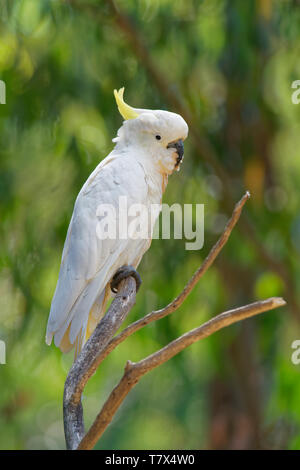 Cacatua galerita - Sulphur-crested Cockatoo sitting on the branch in Australia. Big white and yellow cockatoo with green background Stock Photo