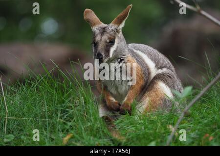 Yellow-footed Rock Wallaby - Petrogale xanthopus - Australian kangaroo sitting on the grass Stock Photo