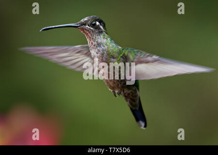 Talamanca (Admirable) Hummingbird - Eugenes spectabilis is large hummingbird living in Costa Rica and Panama. Stock Photo