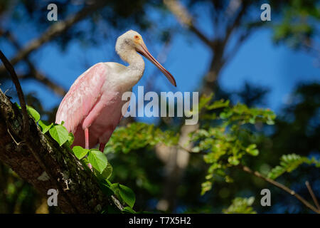 Roseate Spoonbill - Platalea ajaja gregarious pink wading bird of the ibis and spoonbill family, Threskiornithidae. Resident breeder in South America  Stock Photo