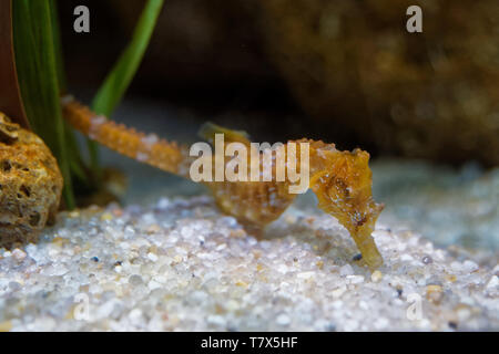 Short snouted seahorse - Hippocampus hippocampus in the family Syngnathidae. It is endemic to the Mediterranean Sea and parts of the North Atlantic, I Stock Photo