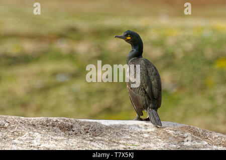 European Shag -  Phalacrocorax aristotelis is a species of cormorant. It breeds around the rocky coasts of western and southern Europe, southwest Asia Stock Photo