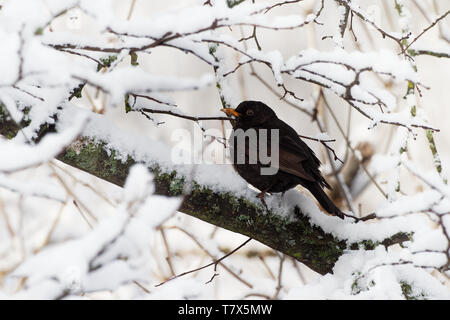 Eurasian Blackbird - Turdus merula  species of true thrush. It breeds in Europe, Asia, and North Africa, and has been introduced to Australia and New  Stock Photo