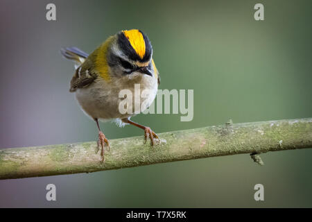 Firecrest - Regulus ignicapilla with the yellow crest sitting on the branch in the dark forest with the beautiful colorful background Stock Photo