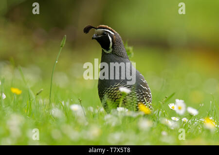 California quail - Callipepla californica male in the green grass in New Zealand. This bird originally lived in America, was introducated to Australia Stock Photo