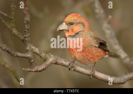 Loxia curvirostra - Red Crossbill male sitting on the perch Stock Photo