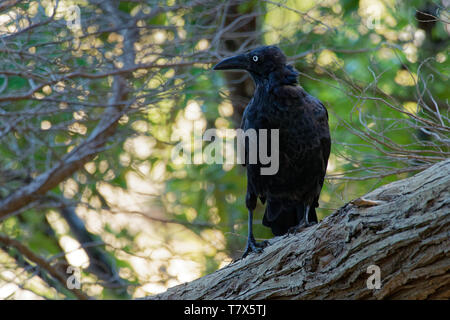 Forest Raven - Corvus tasmanicus known as the Tasmanian raven, passerine birdCorvidae native to Tasmania, southern Victoria, Portland, New South Wales Stock Photo