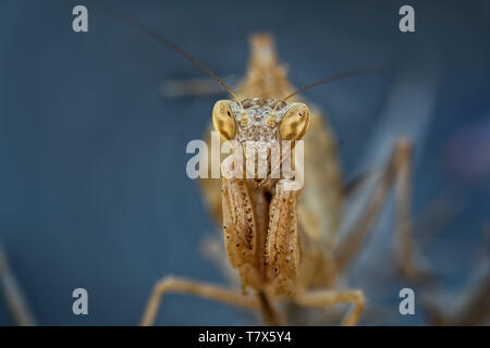 Ameles spallanzania, European dwarf mantis, is a species of praying mantis belonging to the genus Ameles. Stock Photo