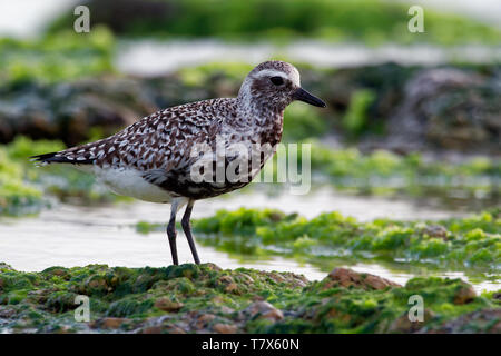 Pluvialis squatarola - Grey Plover on the seaside with waves, blue ocean Stock Photo