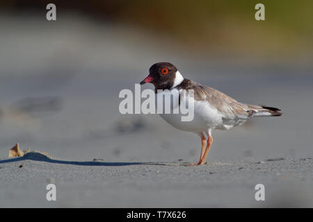 Hooded Plover - Thinornis cucullatus small shorebird - wader -on the sandy beach of Australia, Tasmania. Stock Photo