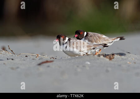 Hooded Plover - Thinornis cucullatus small shorebird - wader -on the sandy beach of Australia, Tasmania. Stock Photo