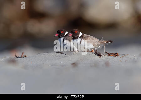 Hooded Plover - Thinornis cucullatus small shorebird - wader -on the sandy beach of Australia, Tasmania. Stock Photo