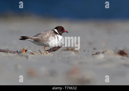 Hooded Plover - Thinornis cucullatus small shorebird - wader -on the sandy beach of Australia, Tasmania. Stock Photo