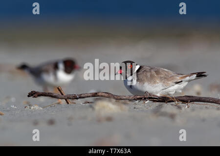 Hooded Plover - Thinornis cucullatus small shorebird - wader -on the sandy beach of Australia, Tasmania. Stock Photo