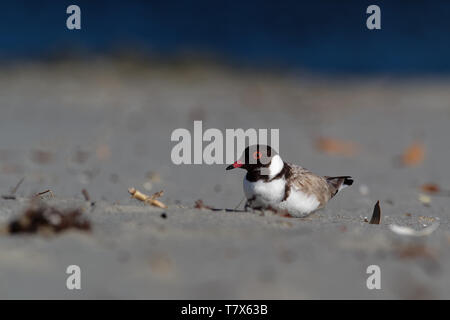 Hooded Plover - Thinornis cucullatus small shorebird - wader -on the sandy beach of Australia, Tasmania. Stock Photo