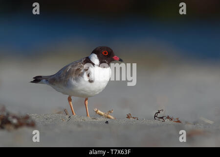 Hooded Plover - Thinornis cucullatus small shorebird - wader -on the sandy beach of Australia, Tasmania. Stock Photo