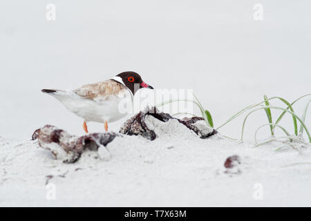 Hooded Plover - Thinornis cucullatus small shorebird - wader -on the sandy beach of Australia, Tasmania. Stock Photo