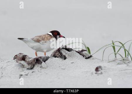 Hooded Plover - Thinornis cucullatus small shorebird - wader -on the sandy beach of Australia, Tasmania. Stock Photo