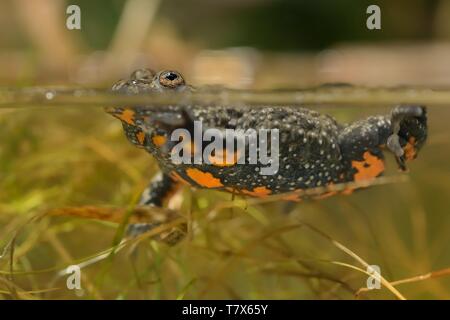 The European fire-bellied toad (Bombina bombina) captured close up in water Stock Photo