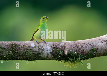 Green Honeycreeper - Chlorophanes spiza, small bird in the tanager family. It is found in the tropical New World from southern Mexico south to Brazil, Stock Photo