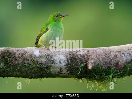 Green Honeycreeper - Chlorophanes spiza, small bird in the tanager family. It is found in the tropical New World from southern Mexico south to Brazil, Stock Photo