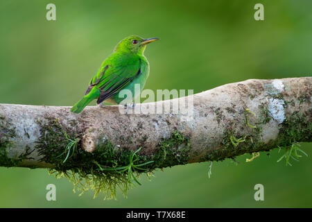 Green Honeycreeper - Chlorophanes spiza, small bird in the tanager family. It is found in the tropical New World from southern Mexico south to Brazil, Stock Photo