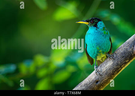 Green Honeycreeper - Chlorophanes spiza, small bird in the tanager family. It is found in the tropical New World from southern Mexico south to Brazil, Stock Photo