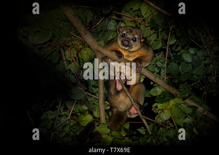 Kinkajou - Potos flavus, rainforest mammal of the family Procyonidae related to olingos, coatis, raccoons, and the ringtail and cacomistle. also known Stock Photo