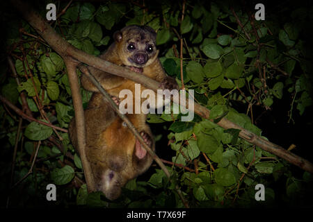 Kinkajou - Potos flavus, rainforest mammal of the family Procyonidae related to olingos, coatis, raccoons, and the ringtail and cacomistle. also known Stock Photo