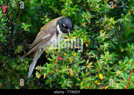 The Black-headed Honeyeater (Melithreptus affinis) is a species of bird in the family Meliphagidae. It is one of two members of the genus Melithreptus Stock Photo