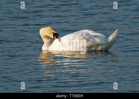 Mute Swan (Cygnus olor) swimming in the lake, Europe. Stock Photo