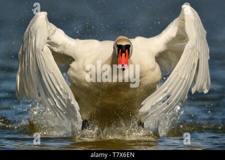 Mute Swan (Cygnus olor) in the begin of flight. Stock Photo