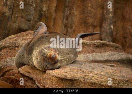 New Zealand Fur Seal - Arctocephalus forsteri - kekeno lying on the rocky beach in the bay in New Zealand. Stock Photo