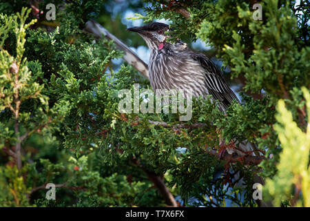 Red Wattlebird - Anthochaera carunculata  is a passerine bird native to southern Australia. Stock Photo