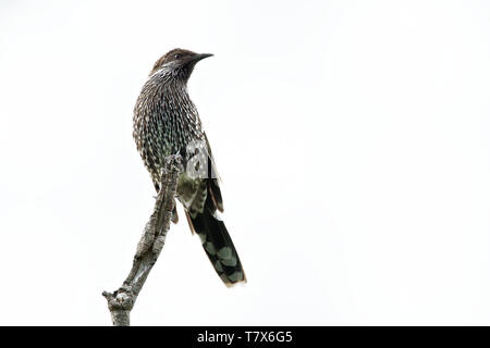 Little Wattlebird - Anthochaera chrysoptera  is a honeyeater, a passerine bird in the family Meliphagidae. It is found in coastal and sub-coastal sout Stock Photo