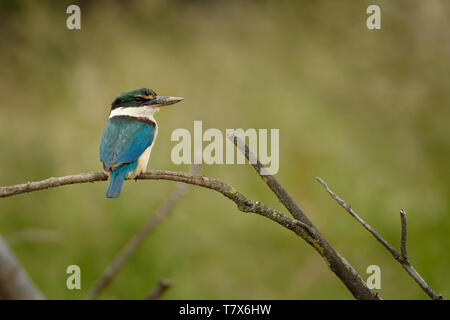 Todiramphus sanctus - Sacred kingfisher - kotare small kingfisher from New Zealand, Thailand, Asia. Hunting crabs, frogs, fish in low tide. Stock Photo